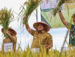 Panen Gapoktan PPU Wujudkan Swasembada Pangan