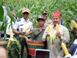 Panen Jagung dan Ikan di Maluhu, Bupati Tegaskan Dukungan Infrastruktur Pertanian
