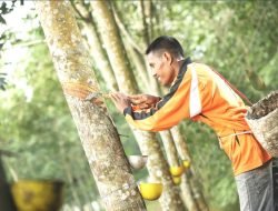 Sentra Karet Terpadu di Desa Giriagung Dibangun Tahun Ini