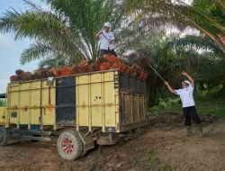 Petani Sawit Kukar Didorong Mandiri lewat Kelompok Tani
