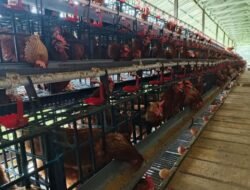 Bukan Tupoksinya, Dinas di Paser Kelola Sendiri Peternakan Ayam Petelur