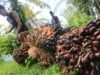 Masa Depan Cerah Industri Sawit Indonesia