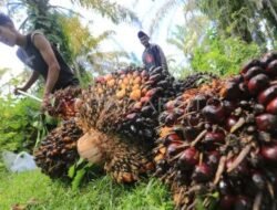 Masa Depan Cerah Industri Sawit Indonesia
