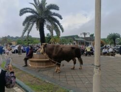 Islamic Center Samarinda Kurbankan Sapi Satu Ton, Bantuan dari Prabowo
