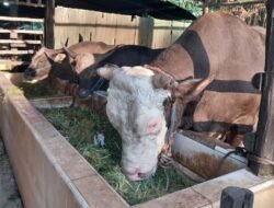 Pemerintah Sebut Stok Sapi Kurban Surplus, Ekonom: Daya Beli Masyarakat yang Turun