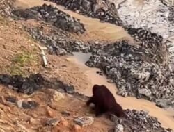 80 Persen Habitat Orangutan di Kaltim Masuk Kawasan Konsesi