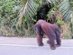 Nasib Orangutan di Tengah Kepungan Sawit, Tambang dan Karhutla