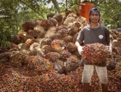 Peluang Baru B50, Produksi Sawit Rakyat Kaltim Capai 742 Ribu Ton TBS Per Tahun